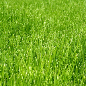 Cavalier Zoysia