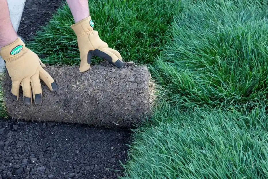 Installing new sod