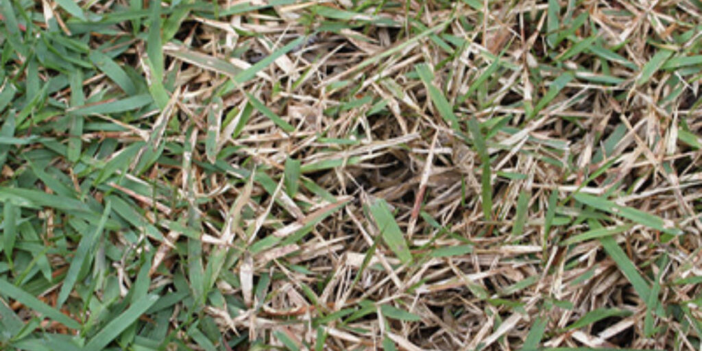 Lawn care by grass type
