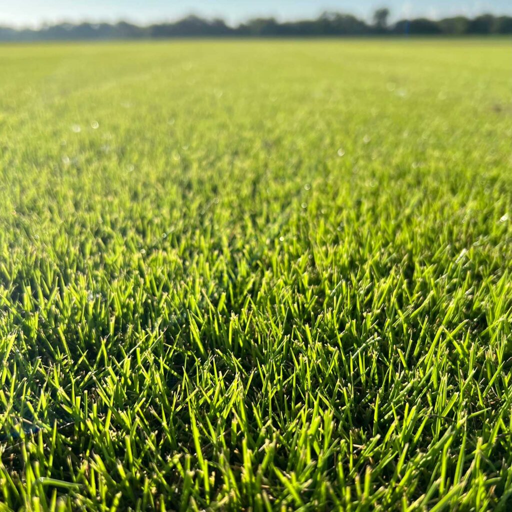 Emerald Zoysia Sod