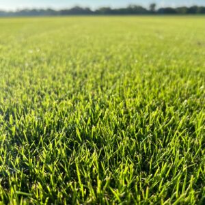 Emerald Zoysia Sod