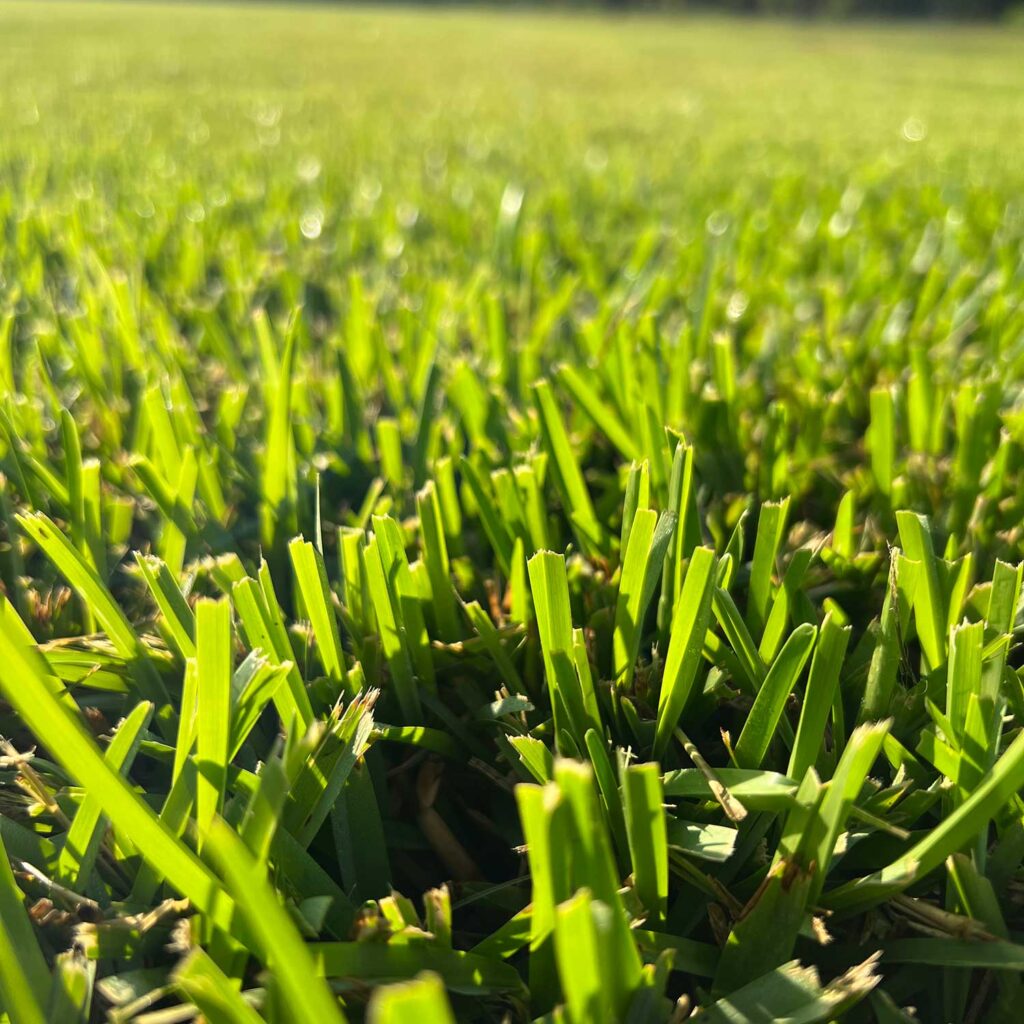 Raleigh St. Augustine Sod