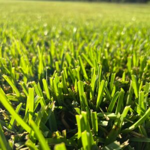 Raleigh St. Augustine Sod
