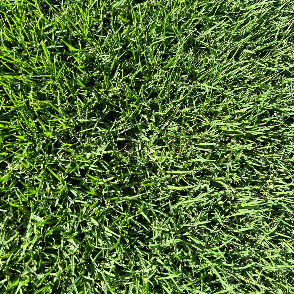 Best TifTuf Bermuda Sod