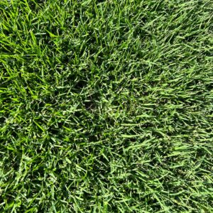 Best TifTuf Bermuda Sod