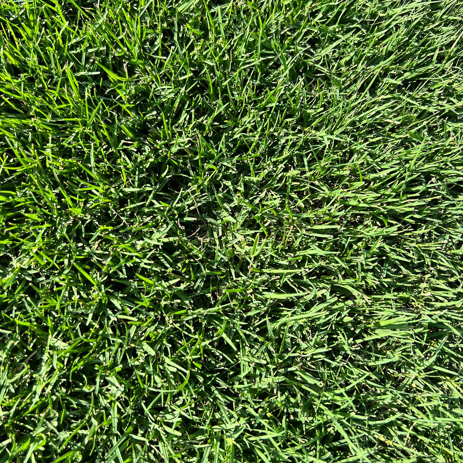 Best TifTuf Bermuda Sod