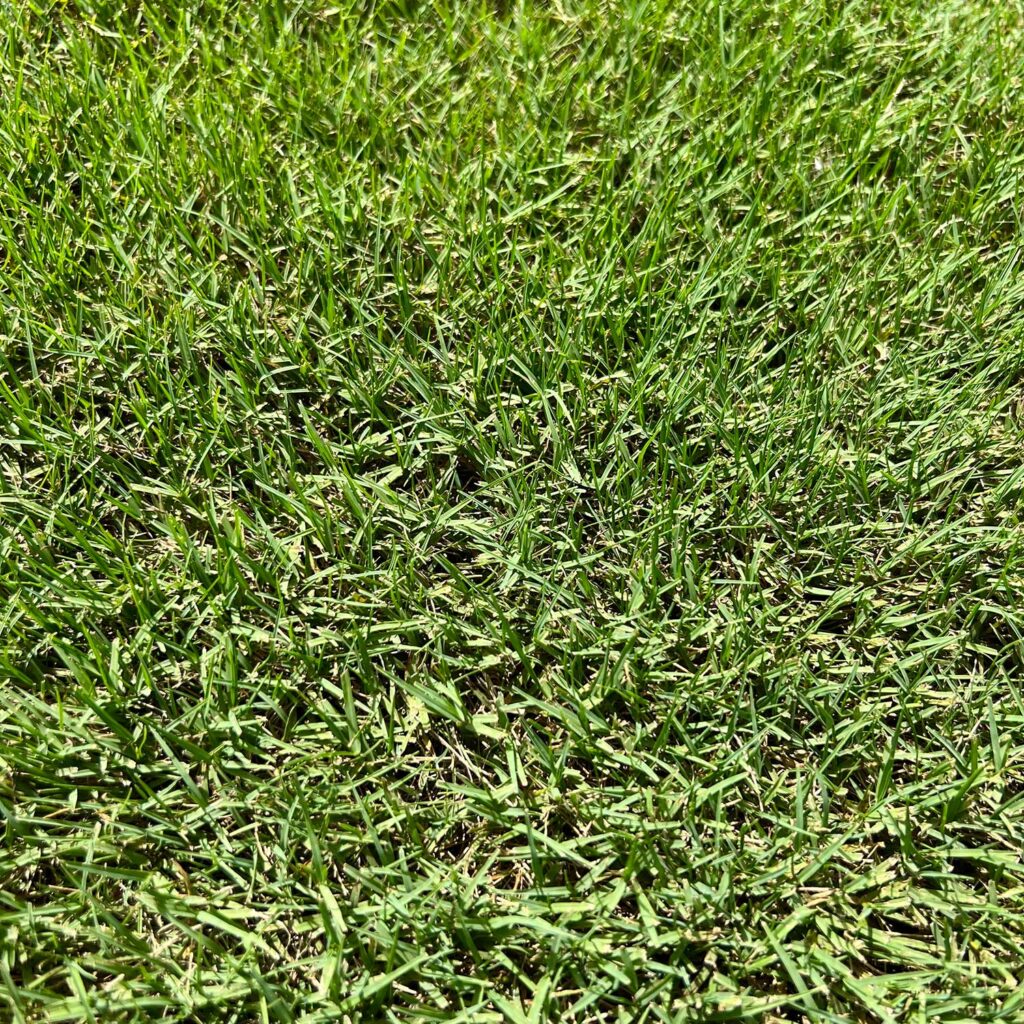 Bermuda Sod Grass
