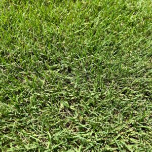 Bermuda Sod Grass