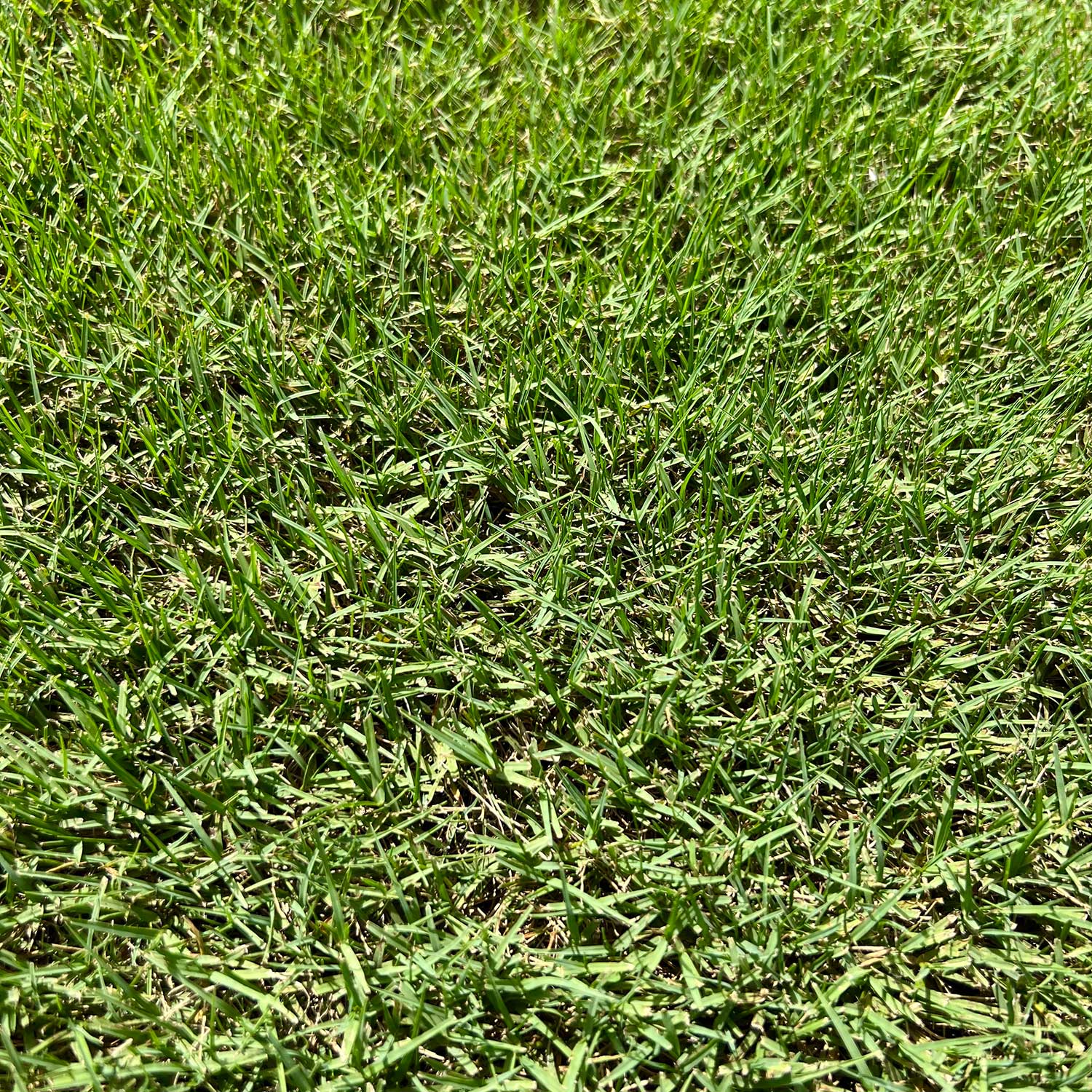 Bermuda Sod Grass