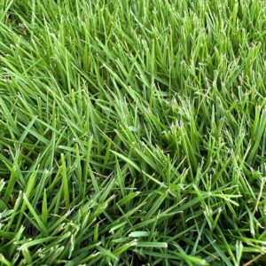 New Stadium Zoysia