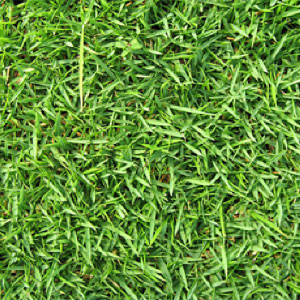 Zeon Zoysia