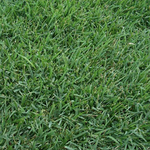 Palisades Zoysia