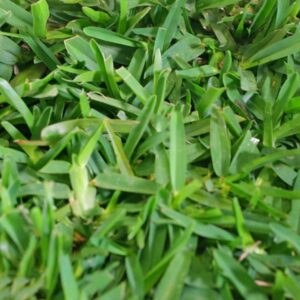 Palmetto St. Augustine Sod